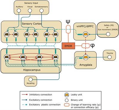 A Biologically Inspired Neural Network Model to Gain Insight Into the Mechanisms of Post-Traumatic Stress Disorder and Eye Movement Desensitization and <mark class="highlighted">Reprocessing</mark> Therapy